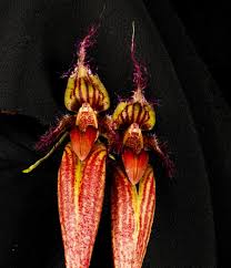 Image result for Bulbophyllum kivuense