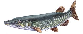 Den finns i hela sverige, med undantag för vissa delar av fjällvärlden. Gadda Esox Lucius