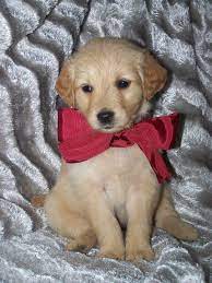 We did not find results for: David S Golden Retriever Puppies Golden Retriever Breeder Mountain Grove Missouri