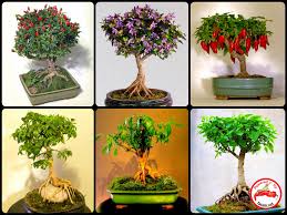 Nearly any tree variety grown as a bonsai will grow best in a special potting mix that usually marketed as a bonsai soil mix. Fatalii S Empire Bonsai Chiles Bonchi