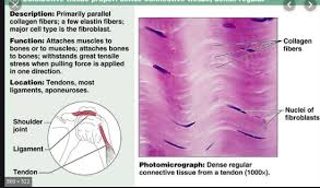 Related online courses on physioplus. Pin By Avery Theleritis On Epithelial Connective Tissues Tissue Collagen Fibers Anatomy And Physiology