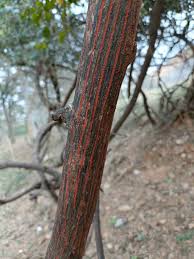 Image result for Ventilago