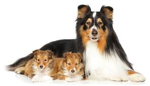 How to get akc papers for my dog. Register Your Dog With The American Kennel Club Today