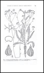 Image result for Diplolophium buchananii