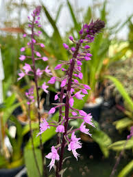 Image result for Stenoglottis