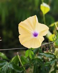 Image result for Ipomoea tuberculata
