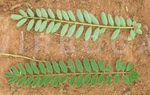 Image result for Indigofera adenoides