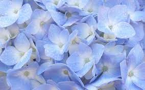 Купить саженцы Гортензия крупнолистная Hydrangea macrophylla Freepon с  доставкой по всей России — интернет-магазин «Сады Семирамиды» в Москве