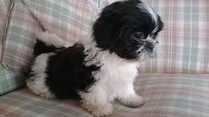 Shih Tzu Dog Black And Brown Black And White Shih Tzu Puppies Nextdaypets Adorable Black And White Shih Tzu Boy Puppies For Sale Dogs Shih Tzu Puppy Shih Tzu Pampered Puppies