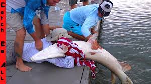 Puffer fish tacos san antonio. Catching Giant Fish From The Boat Ramp My724outdoors