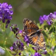 Image result for Mostuea batesii