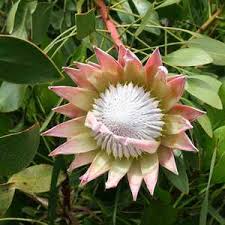 Image result for Protea cynaroides