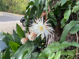 Image result for Oxypetalum