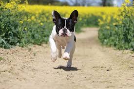 Bouledogue or bouledogue français) is a breed of domestic dog, bred to be companion dogs. French Bulldogs With Skin Allergies Nom Nom