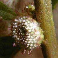 Image result for Struchium