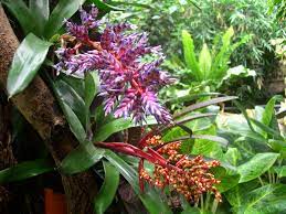 Tropical Rainforest Rainforest Plants Plants Rainforest Animals