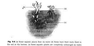 Read on to learn how every part of the cactus plant has become optimized for desert survival. Ncert Solutions For Class 6 Science Chapter 9 The Living Organisms And Their Surroundings