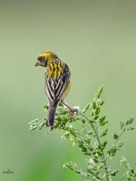 Image result for Microcharis butayei