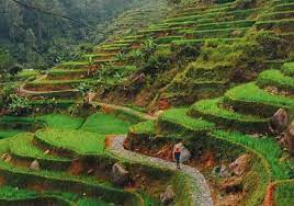 04.02.2019 · anak pramuka di kebun sawit date: Pesona Desa Wisata Malasari Di Nanggung Kabupaten Bogor