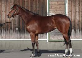 Check spelling or type a new query. å¯¾è±¡ ç¾å½¹é¦¬ ã®ç«¶èµ°é¦¬æ¤œç´¢ ç«¶é¦¬ãƒ‡ãƒ¼ã‚¿ãƒ™ãƒ¼ã‚¹ Netkeiba Com