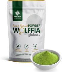 Image result for Wolffia