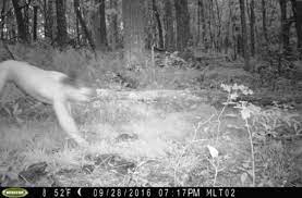 Trail cam nude