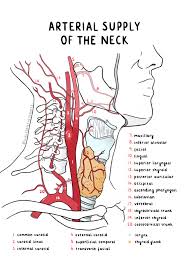 Maybe you would like to learn more about one of these? How Many Carotid Arteries In The Neck Stenting As Good As Surgery Over Long Haul In Treating