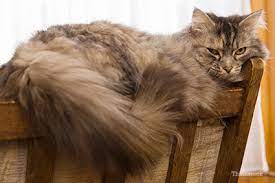 It results from excess oil buildup and manifests in growths similar to human acne. Stud Tail In Cats