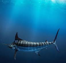 Marlin On The Fly We Re Taking A Look Back At The History Of Fishing With Our Igfa Vintage Film Series Catch Th Striper Fishing Fishing Australia Tiger Fish