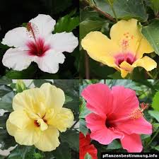 Choose native varieties or seek out spectacular selections like rockin' deep purple. Indoor And Tropical Plants Identification Plant Identification Plants Purple Flowers