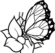 Ornamental hand drawn sketch butterfly abstract vector. How To Draw A Butterfly On A Flower Butterfly And Flower Step By Step Drawing Guide By Dawn Dragoart Com