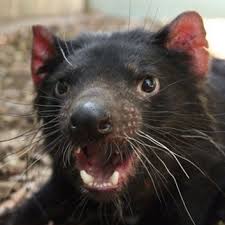 Chomper One Of The Tasmanian Devils At Bonorong Wildlife Park Near Hobart Wildlife Tasmaniandevil Hobart Tasmania Discovertasmania Image Credit Jason Gr