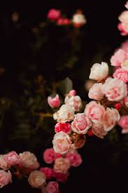 See more ideas about pink wallpaper, wallpaper, iphone wallpaper. Hd Wallpaper Pink Petaled Flowers Rose Red Bokeh Blur White Nature Pink Color Wallpaper Flare