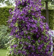 Maybe you would like to learn more about one of these? Clematis Viticella Italienische Waldrebe Gartenbaumschule Becker