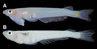 Image result for Phacelurus