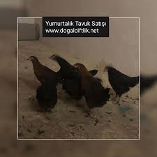 Satilik Yumurta Tavugu Www Tavukmarketi Com Tavuk Yumurta