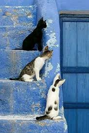 Ladylimoges Animals Cute Animals Cute Cats