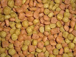 Pet Food What You Need To Know For Your Pet S Sake Petmd