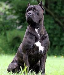 Check out our italian mastiff puppies! Cane Corso Cane Corso Cane Corso Dog Corso Dog