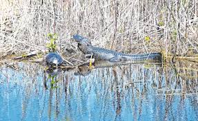 We did not find results for: Travel Wild Florida Trio Of Parks Bring Visitors Up Close To Nature Lifestyle The Newport Daily News Newport Ri