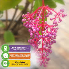 Image result for Medinilla myriantha