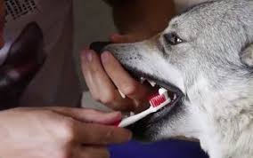 A lot of georgia dog owners don't realize that dogs, like humans, need good oral health and hygiene to keep their teeth healthy and to avoid potential health complications down the road. How To Brush A Dog S Teeth In July 2021 Guide