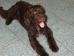 Image result for český fousek stavba těla