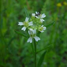 Image result for Bertiera angusiana