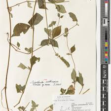 Image result for Bertiera aethiopica