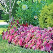 Caladium Florida Sweetheart Tropical Landscaping Florida Gardening Florida Landscaping
