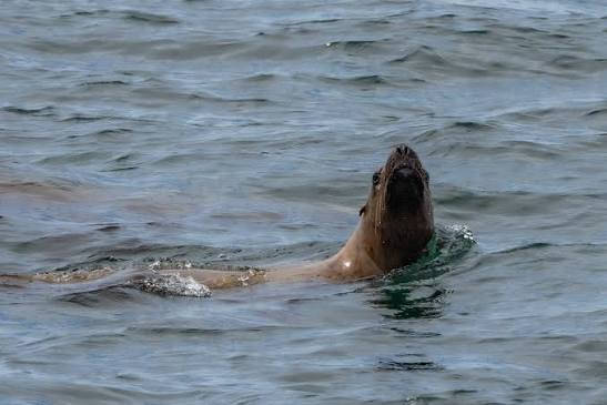 South American Sea Lions coming in to say hi! We always take some time to  swim with them during our right whale trip. They are so much fun. Very  social and extremely