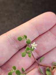 Image result for Crassula expansa