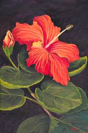 Image result for Hibiscus mechowii