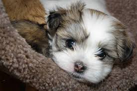 Or, you can use our contact form. Maltese Shih Tzu You Need To Meet This Charming Lapdog K9 Web